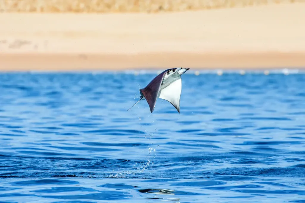 A flying mobula ray