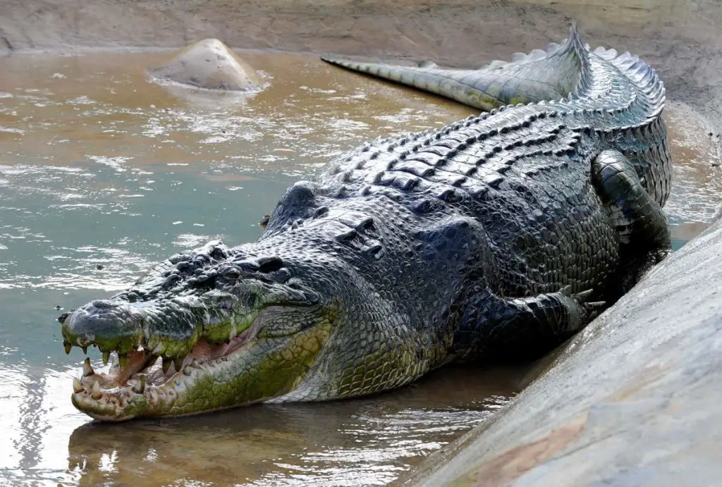 The largest crocodile ever recorded: Lolong (crocodile)