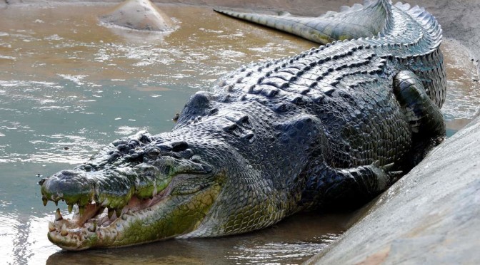 Top 10 Largest Crocodiles Ever Recorded 