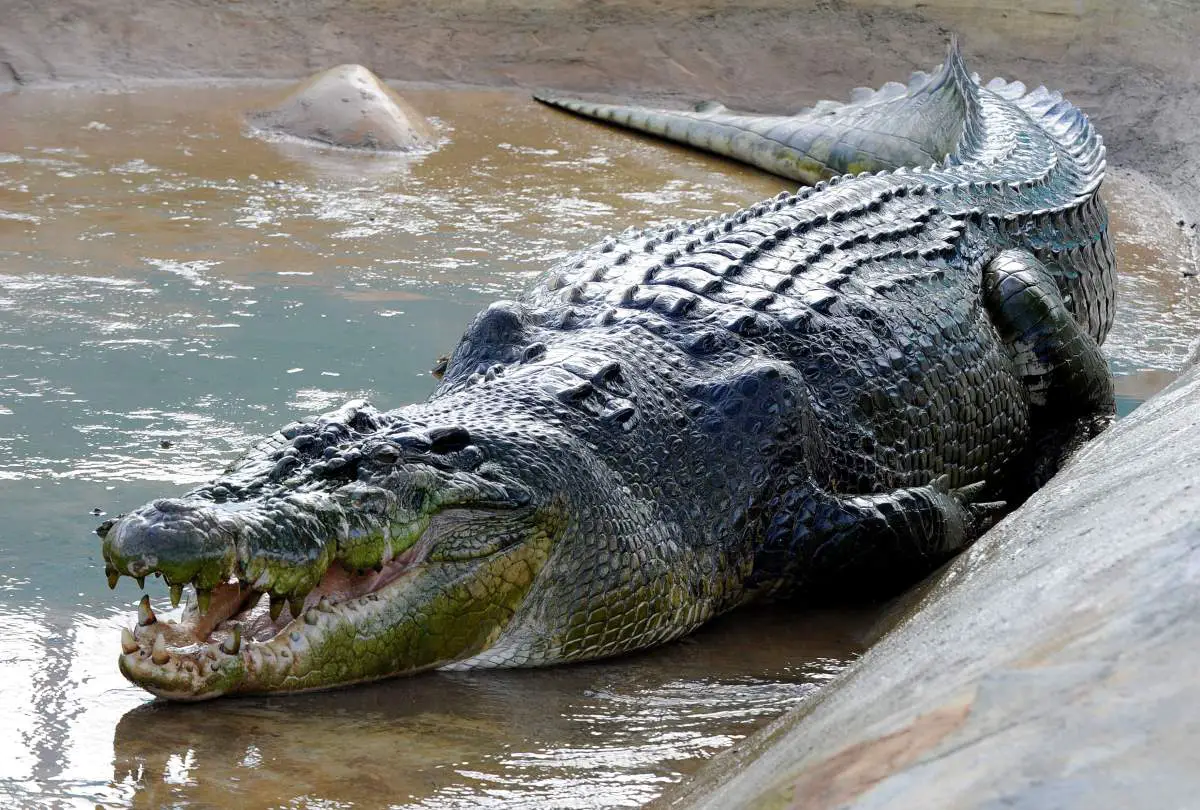 Top 10 Largest  Crocodiles  Ever  Recorded Our Planet