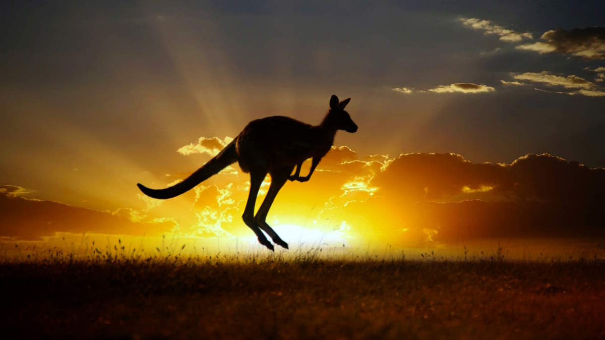 Hopping kangaroo