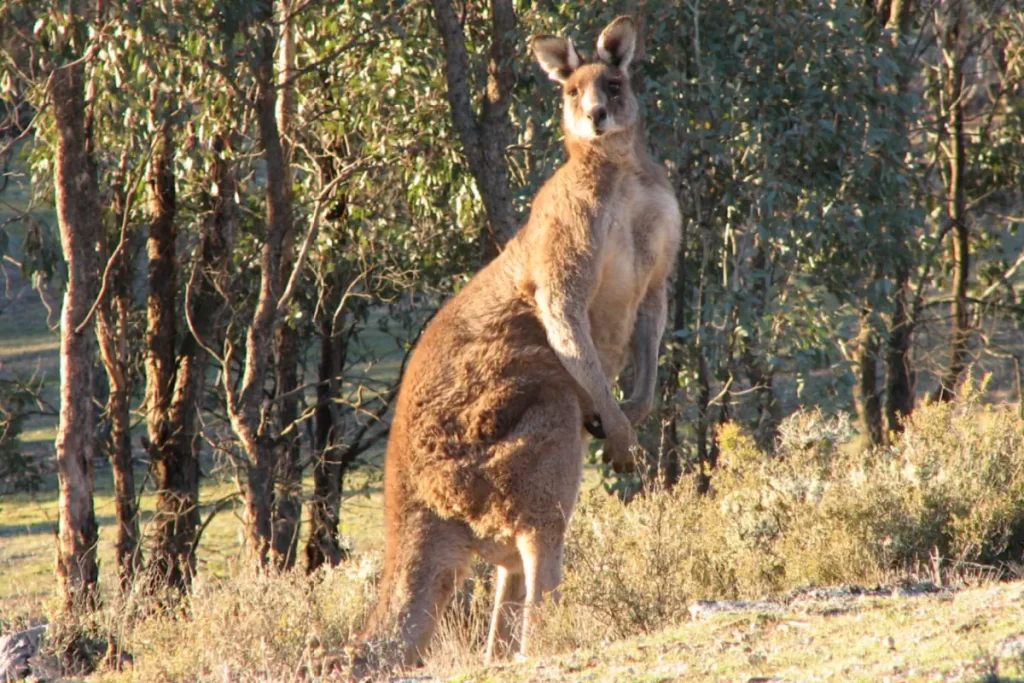 A large kangaroo