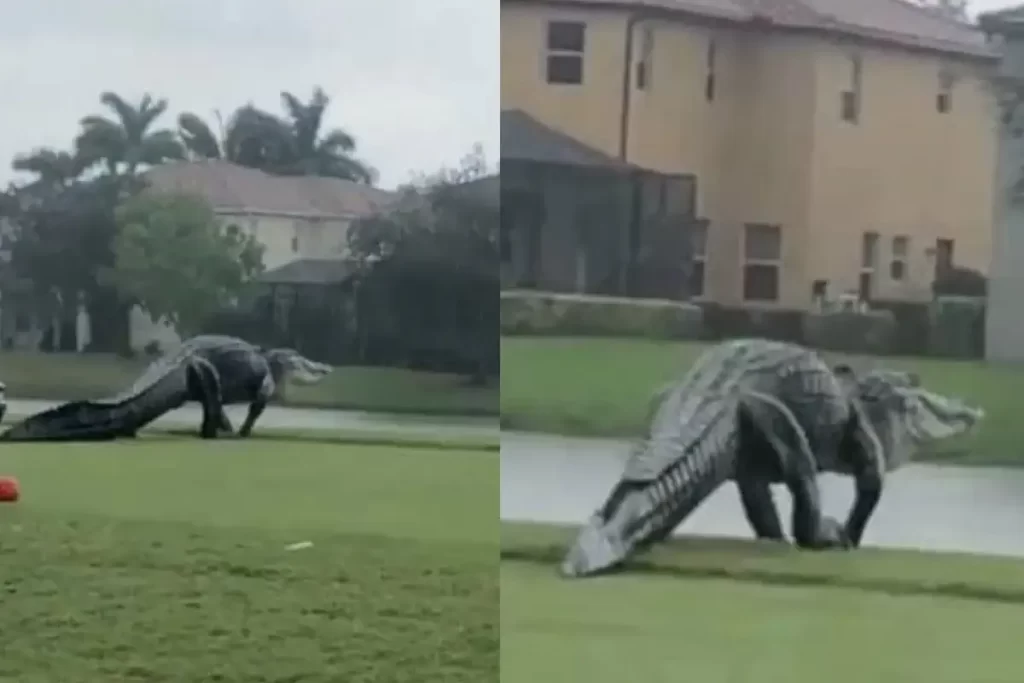 2020 Florida Alligator