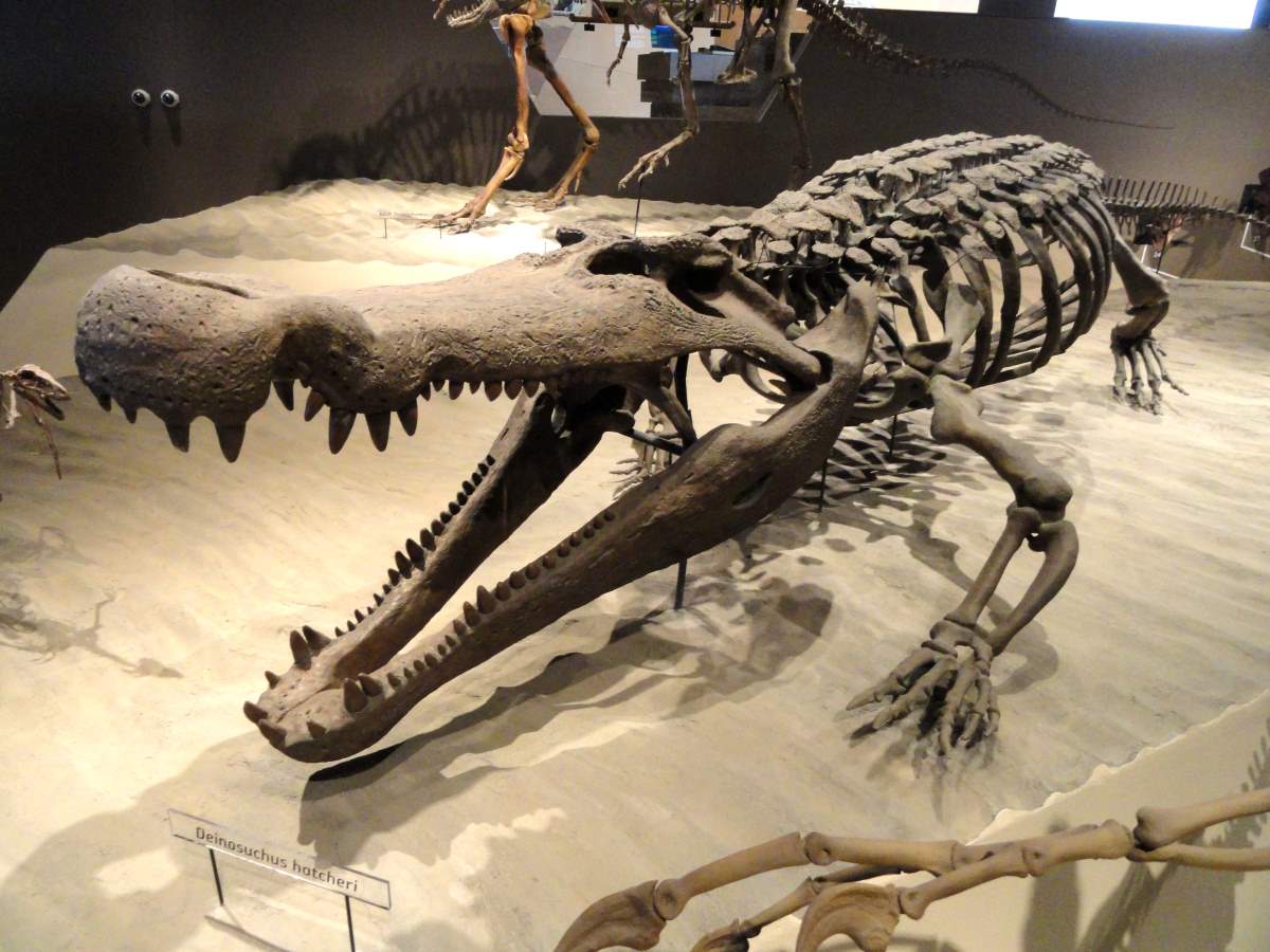 Deinosuchus hatcheri skeleton - Our Planet