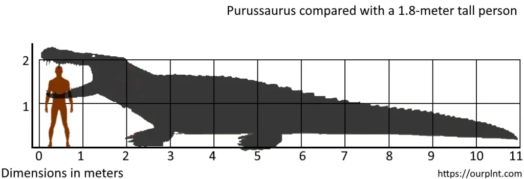 Largest prehistoric crocodiles: Purussaurus vs human size comparison