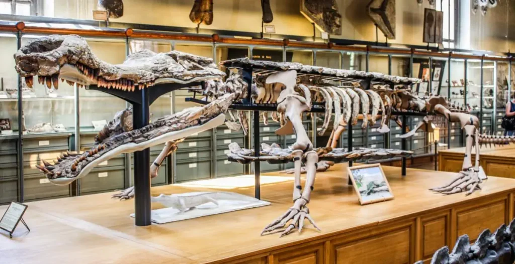 Largest prehistoric crocodiles: Sarcosuchus imperator skeleton