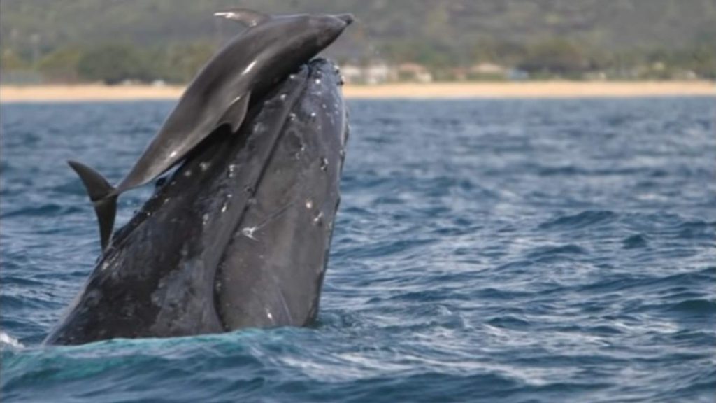 A dolphin rides on the head of a humpback whale