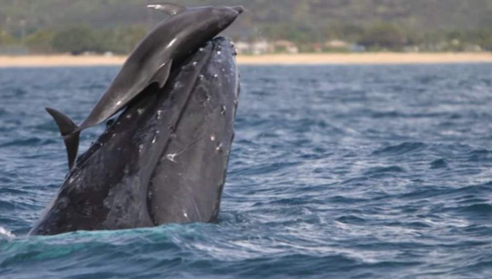 A bottlenose dolphin rides a humpback whale in Hawaii coast