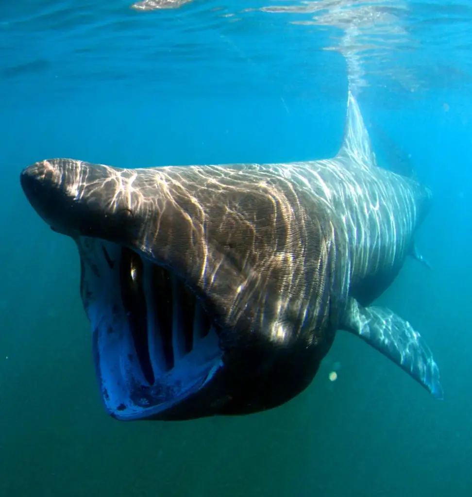 Largest fish species: Basking shark