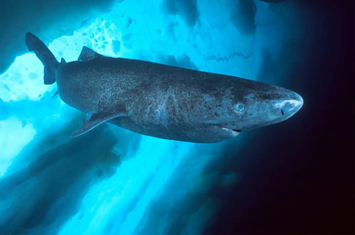 Largest fish species: Greenland Shark