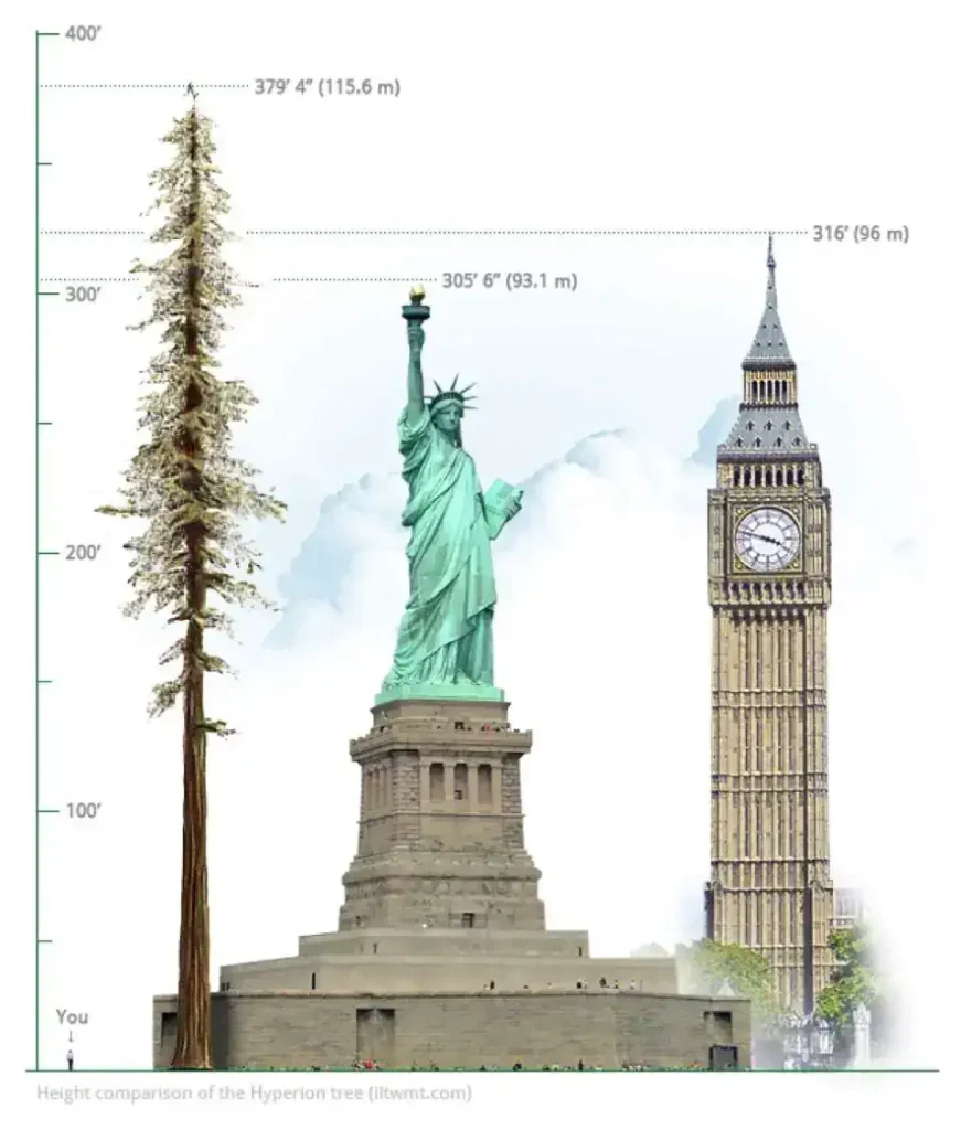 Height comparison of Hyperion against the Statue of Liberty and London's Big Ben. Hyperion is the tallest tree in the world.