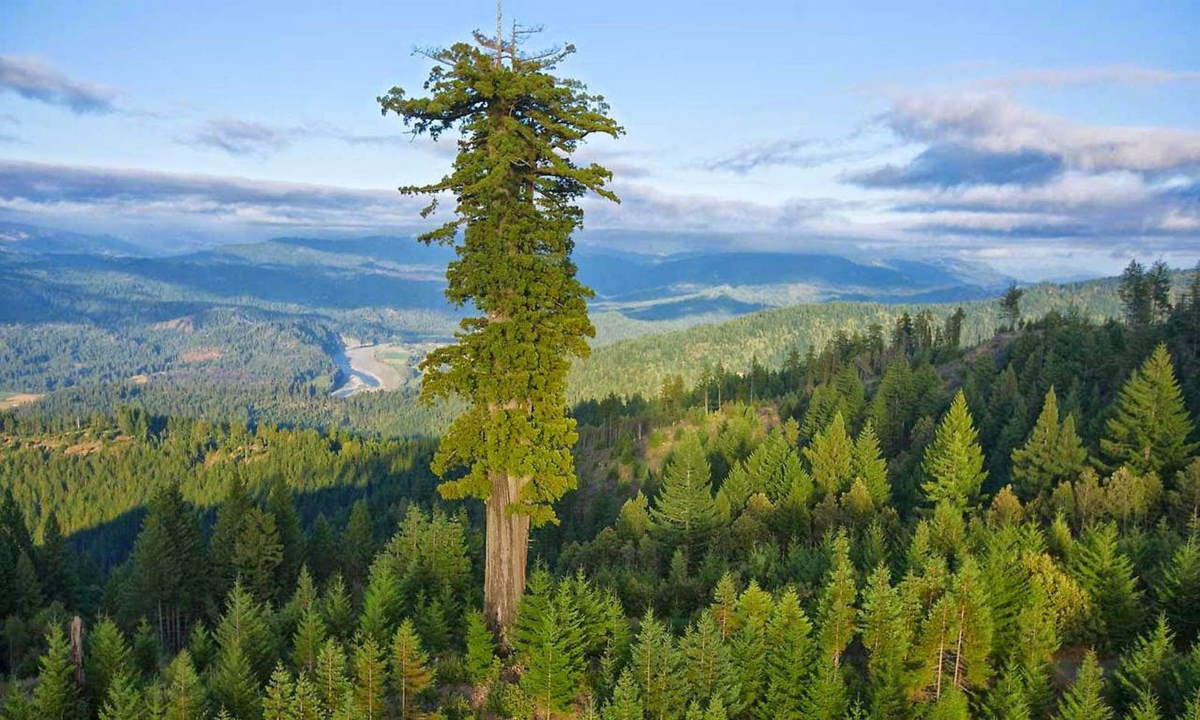 Hyperion, the tallest tree in the world