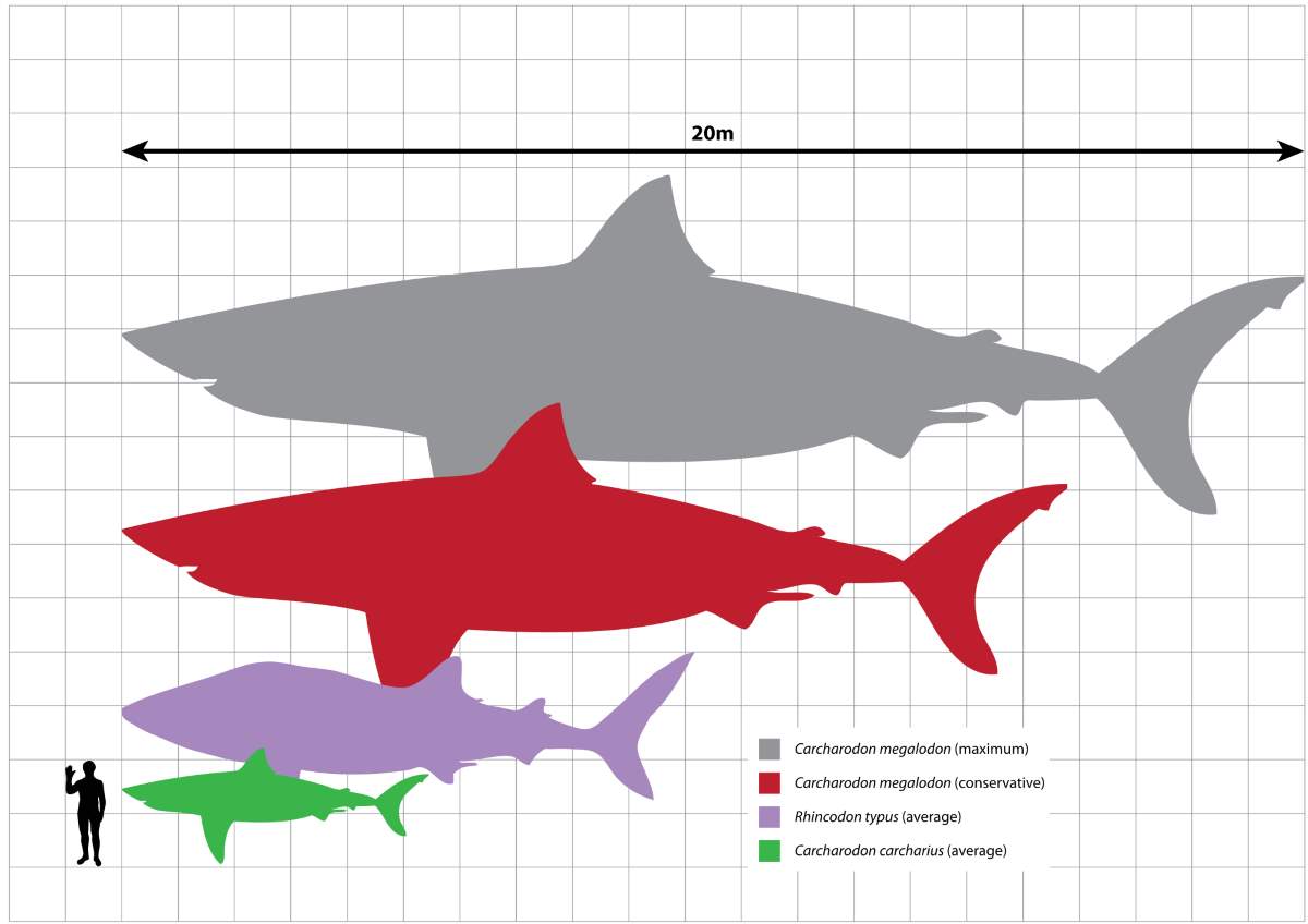 Largest fish species: Megalodon scale