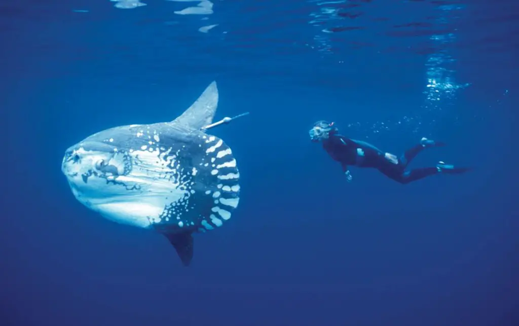 Ocean sunfish (Mola Mola)