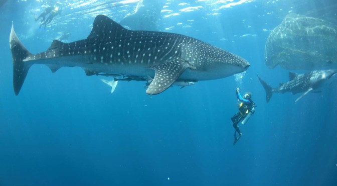 Whale shark and divers