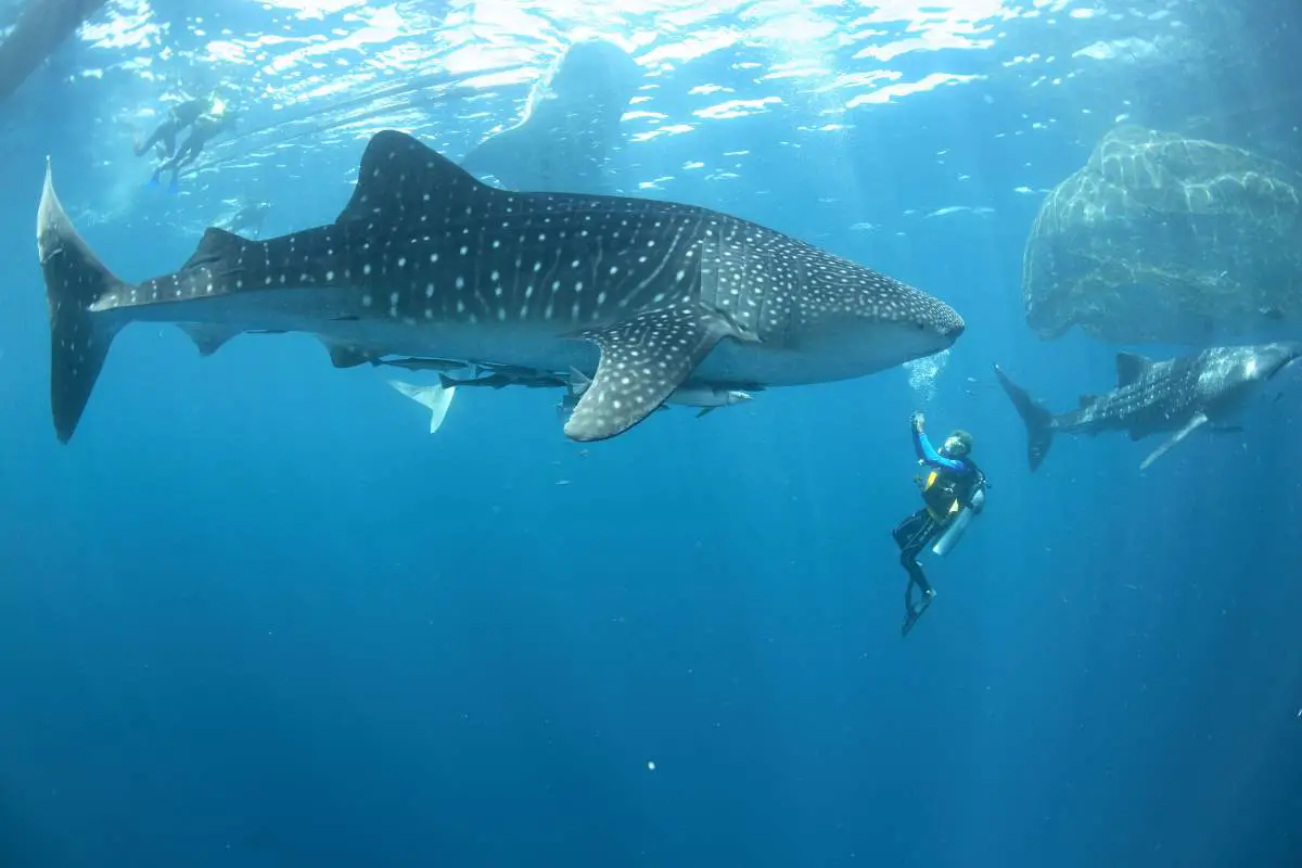 Especie de pez más grande: El tiburón ballena y los buzos