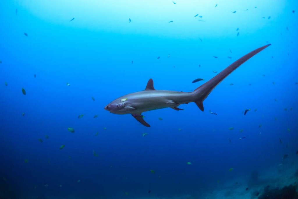 Large Fish Examples 10 Largest Fish in the World's Oceans - Our Planet