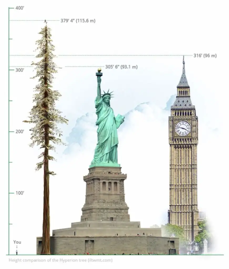 hyperion-the-tallest-tree-in-the-world-our-planet