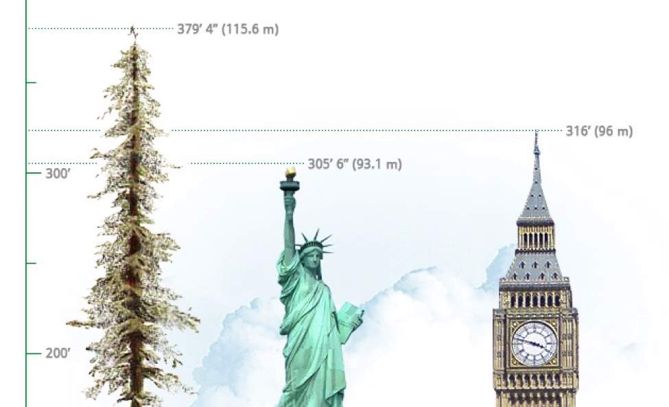 How Tall Is 90 Feet In Height