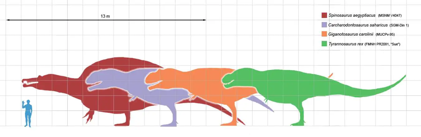 Largest theropods