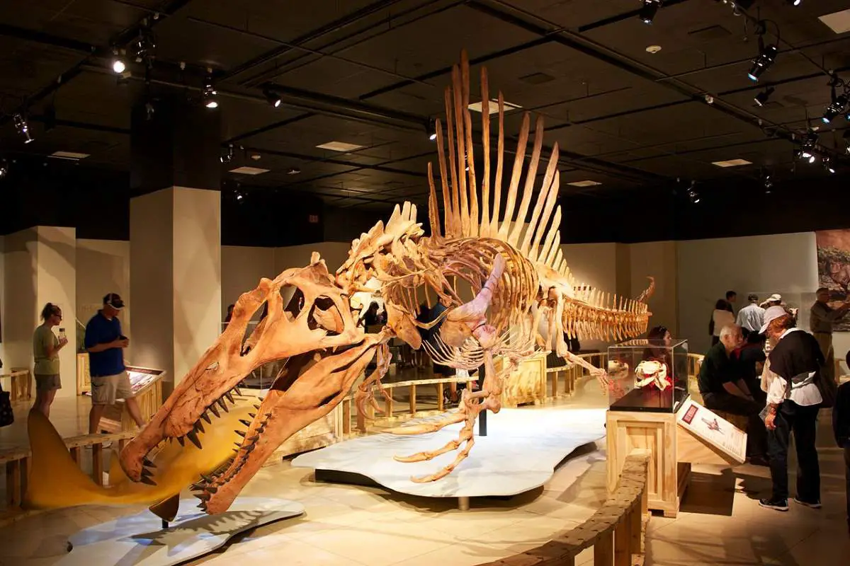 Largest dinosaurs: Spinosaurus skeleton