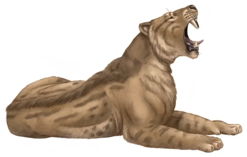 Largest prehistoric cats: Machairodus