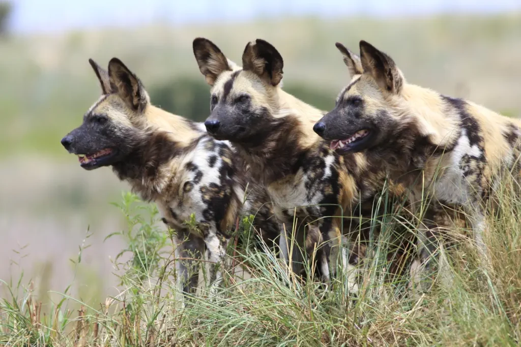Most powerful bite forces in carnivore land mammals: African wild dogs
