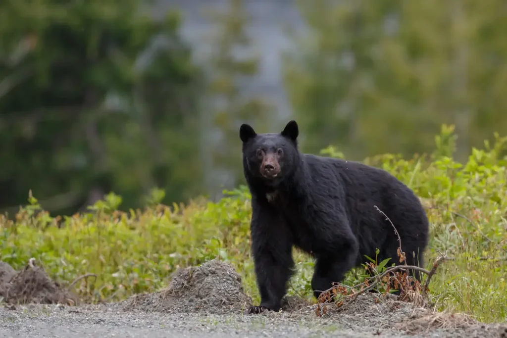 Most powerful bite forces in carnivore land mammals: American Black Bear (Ursus americanus)