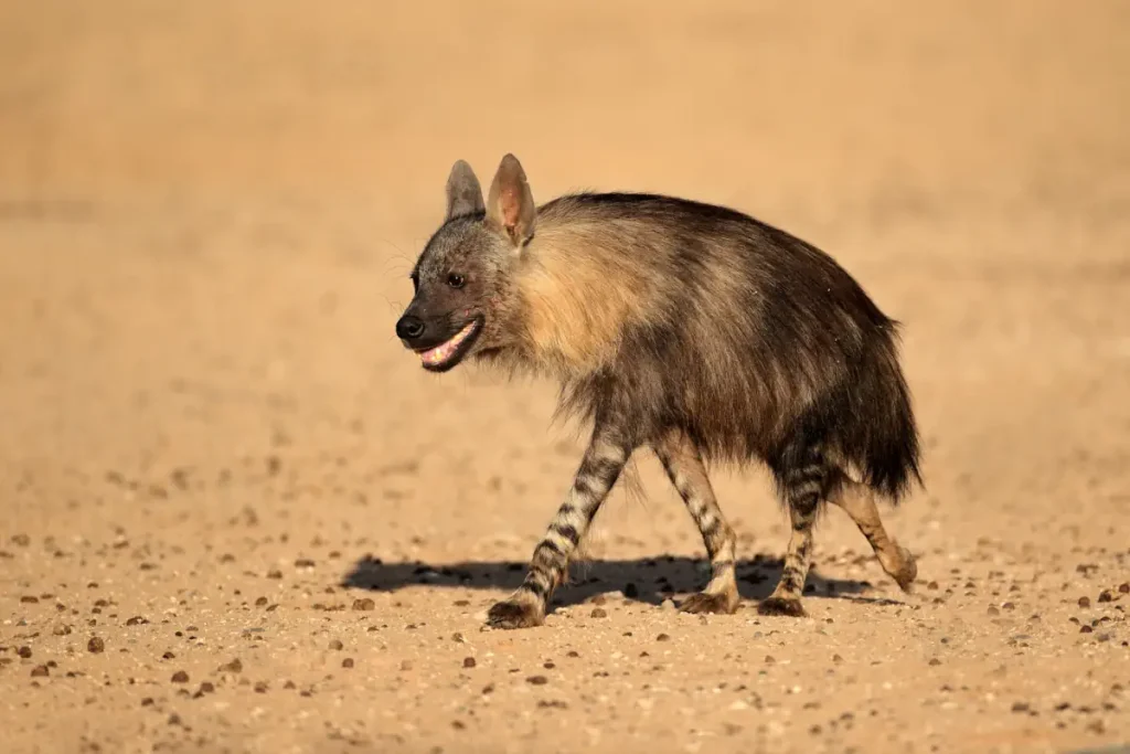 Most powerful bite forces in carnivore land mammals: Brown hyena