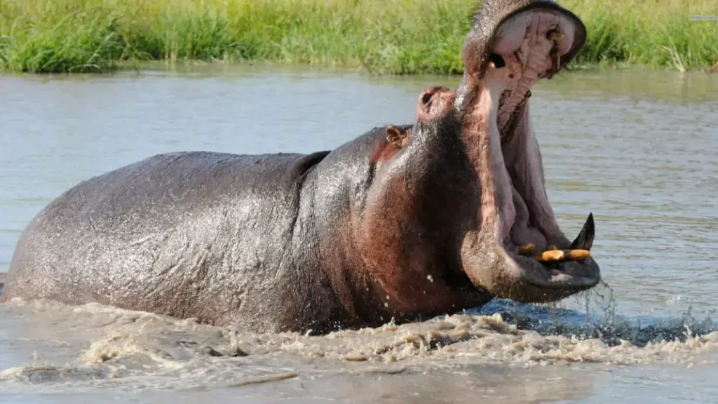 Hippopotamus