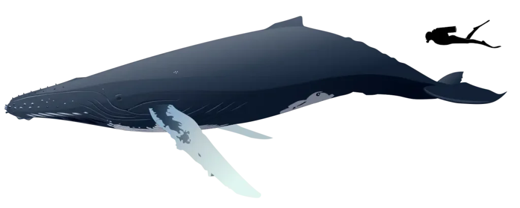 Size comparison of an average human and a humpback whale (Megaptera novaeangliae)