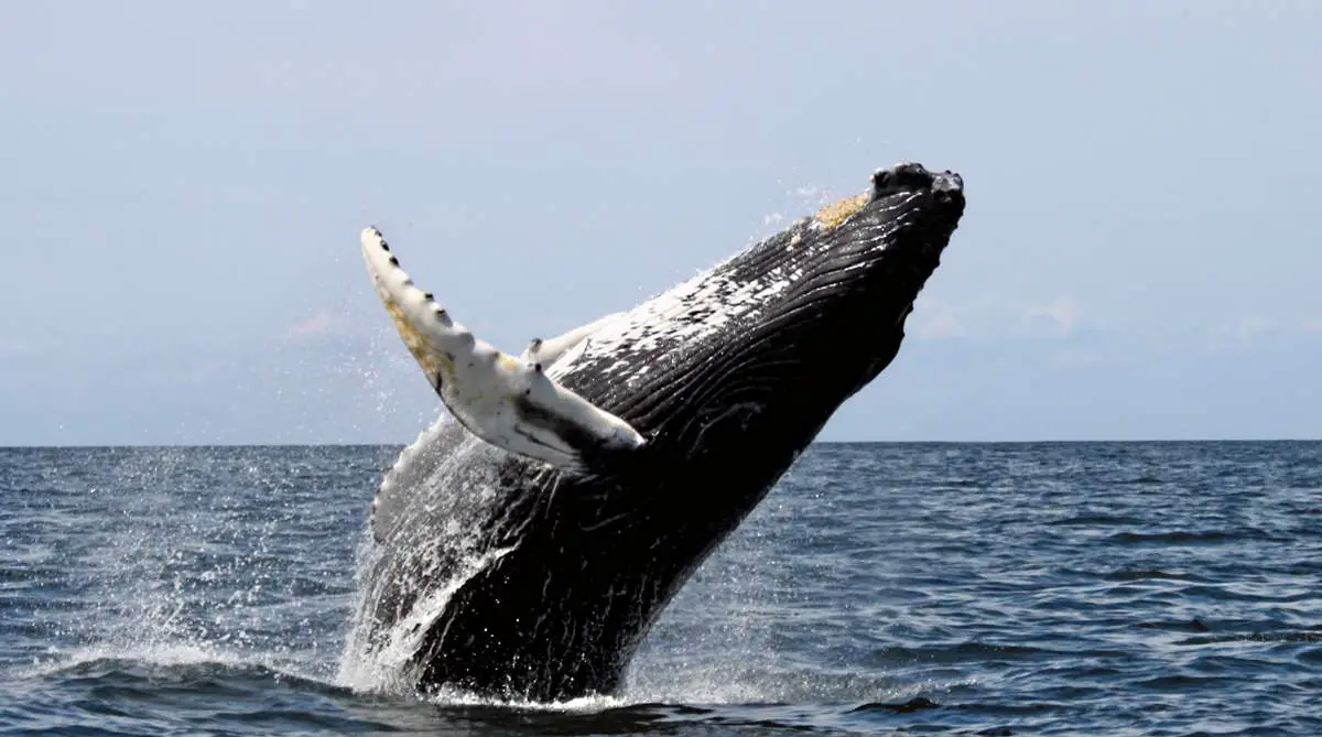 Whales are a surprising weapon in the fight against Climate Change