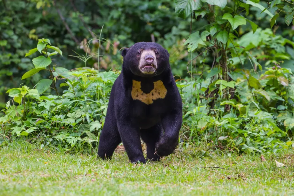 Most powerful bite forces in carnivore land mammals: Malayan sun bear
