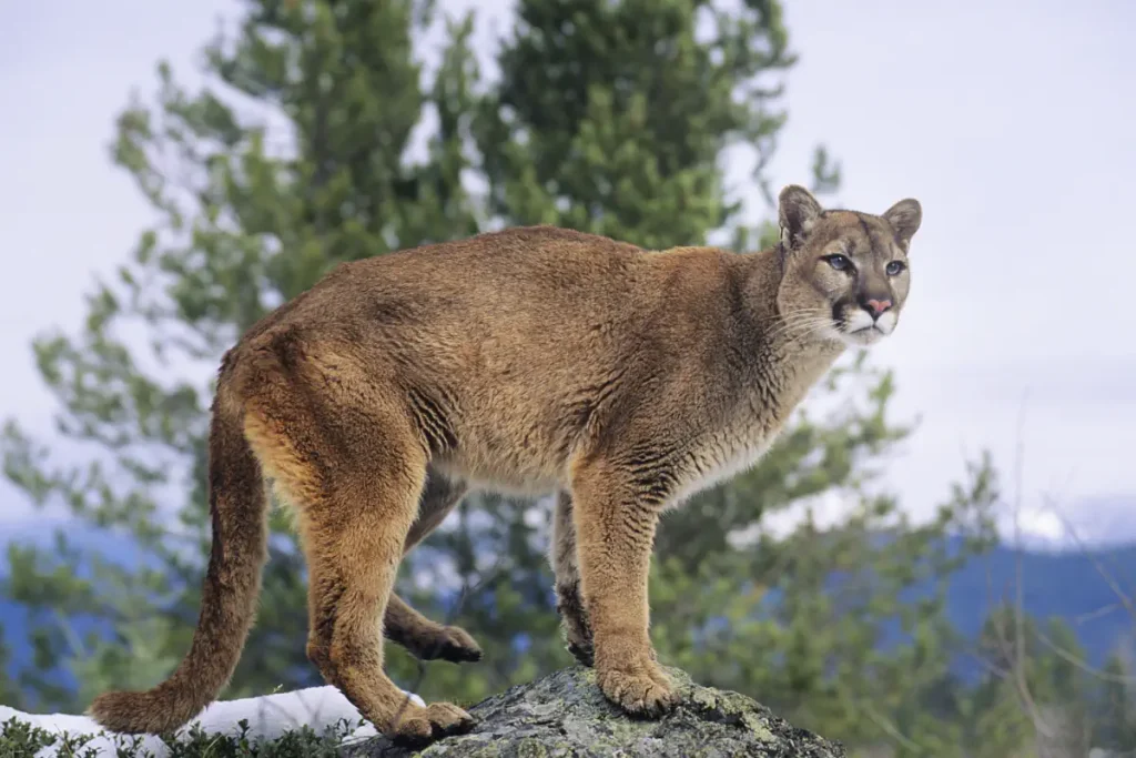 Animals with misleading names: A cougar (mountain lion) standing on a rock