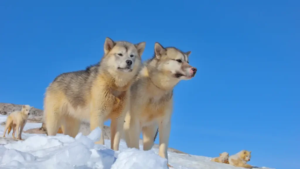 Most powerful bite forces in carnivore land mammals: Greenland dogs relaxing