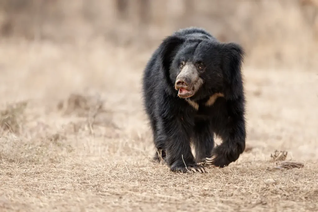 Most powerful bite forces in carnivore land mammals: Sloth bear