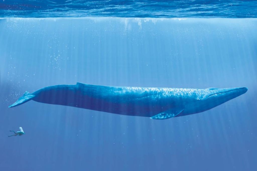 Blue whale vs human size comparison