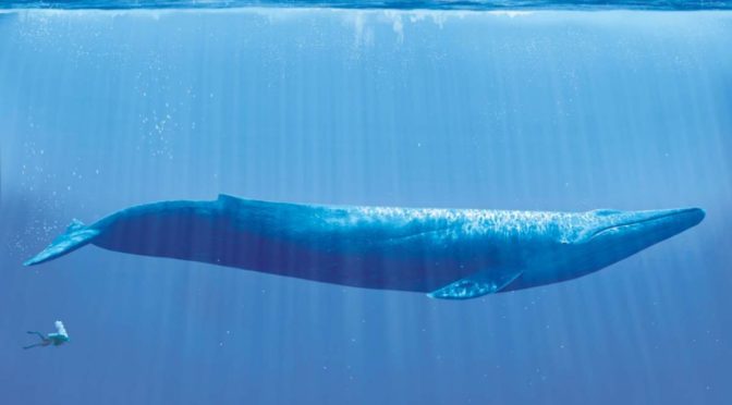 Blue whale and diver