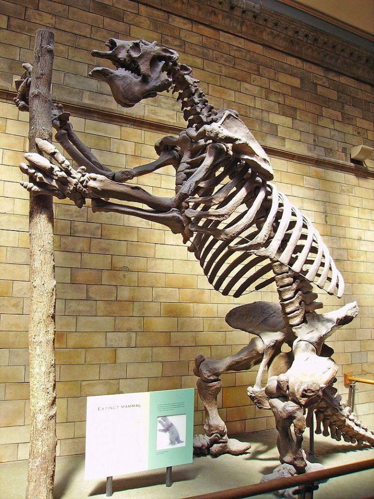 The largest prehistoric mammals - Megatherium americanum skeleton