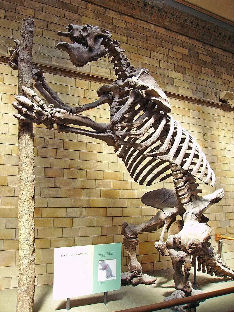 largest full dinosaur skeleton