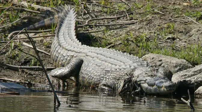 An adult Nile crocodile from Zambia