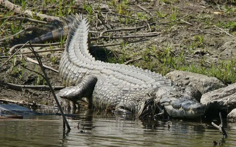 Top 10 Largest Crocodiles ever recorded [No BS list!] - Our Planet