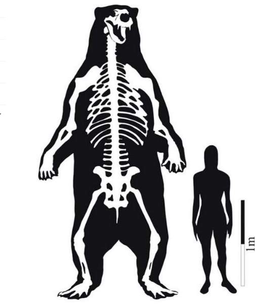 Largest prehistoric mammals: South American giant short faced bear