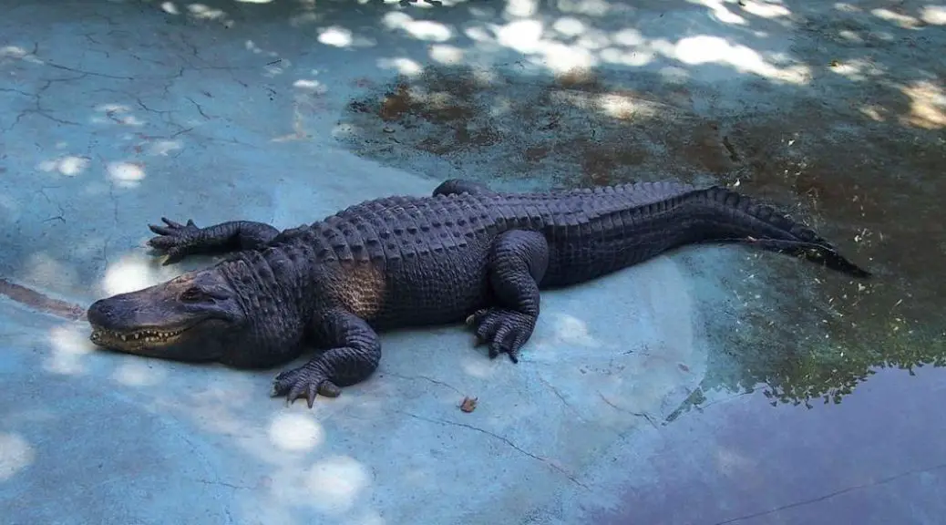 The Largest Alligator Ever Measured - Our Planet