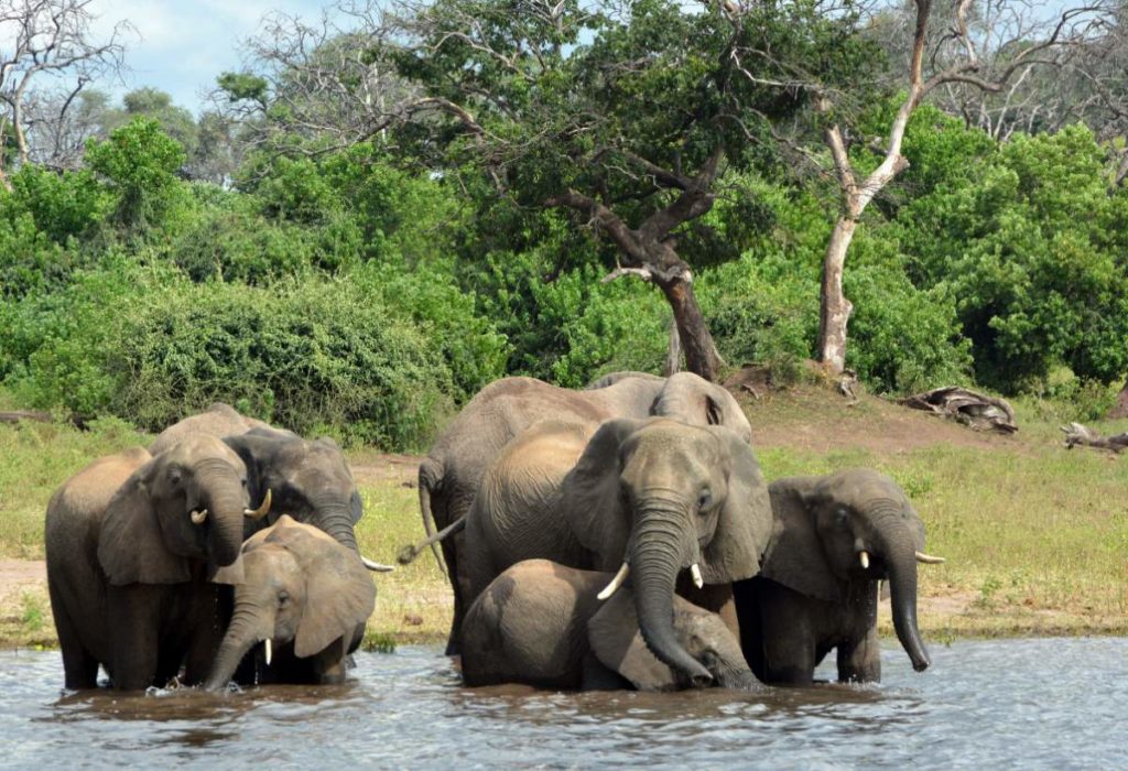 Elephant facts: Elephants in Okavango Delta, Botswana