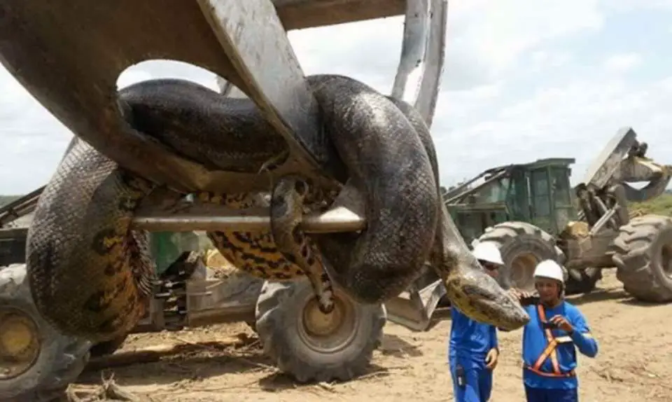 33-feet long Brazil anaconda