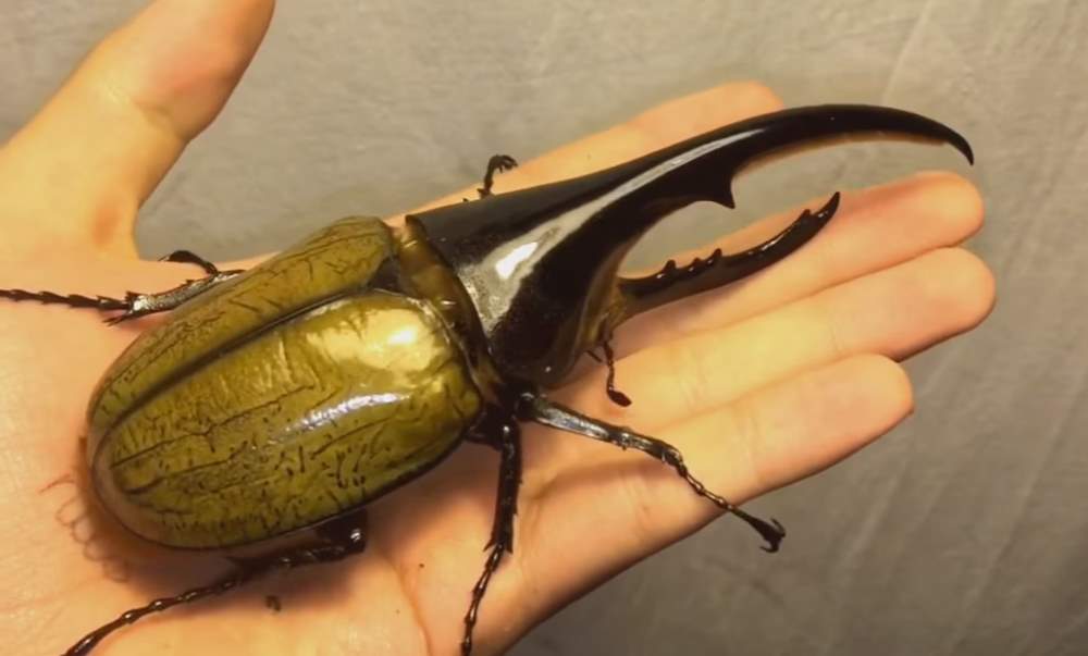 amazing timelapse of a dynastes hercules rhinoceros beetle