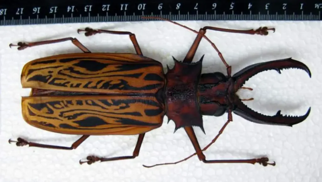 Macrodontia cervicornis, one of te largest insects in the world
