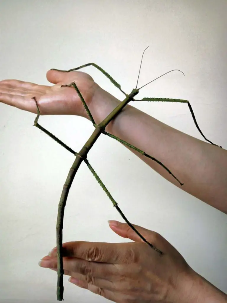 The largest insect on Earth: Phryganistria chinensis Zhao