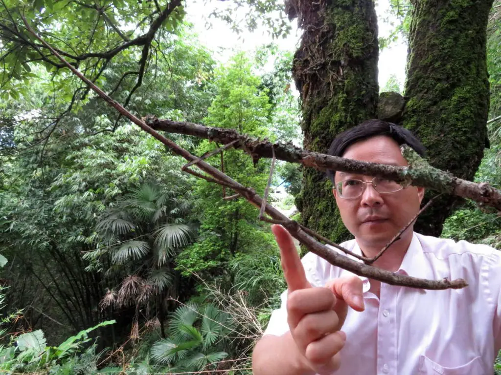 Phryganistria chinensis Zhao, the longest insect in the world